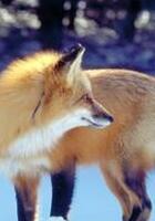关于狐狸的童话故事在线听
