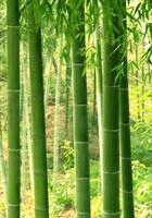 关于竹的古诗在线听